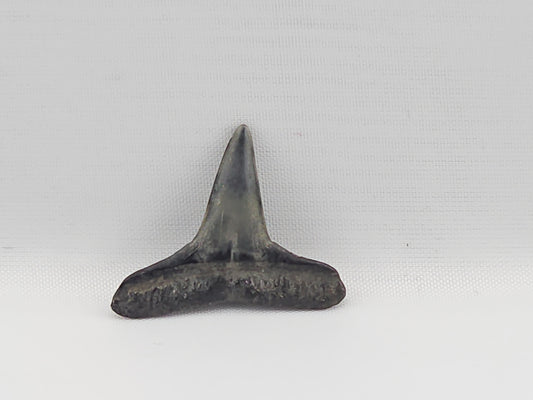 Lemon Shark Tooth ID#88