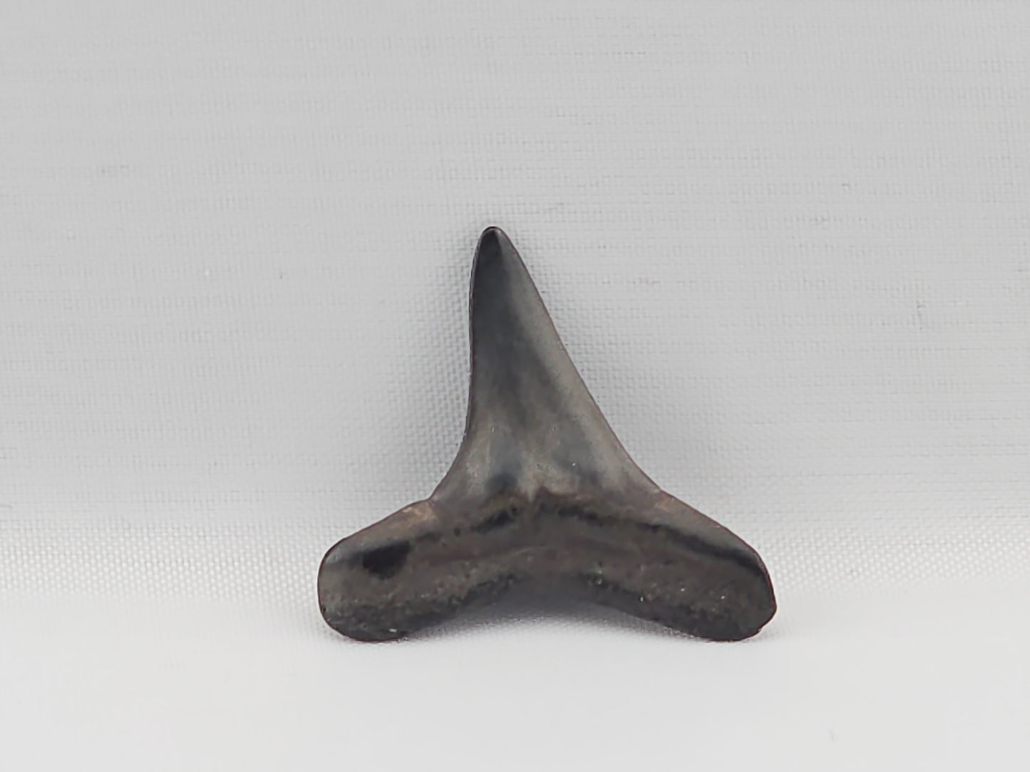 Lemon Shark Tooth ID#90