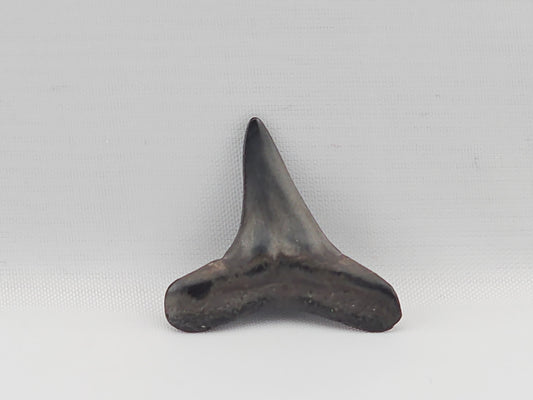 Lemon Shark Tooth ID#90