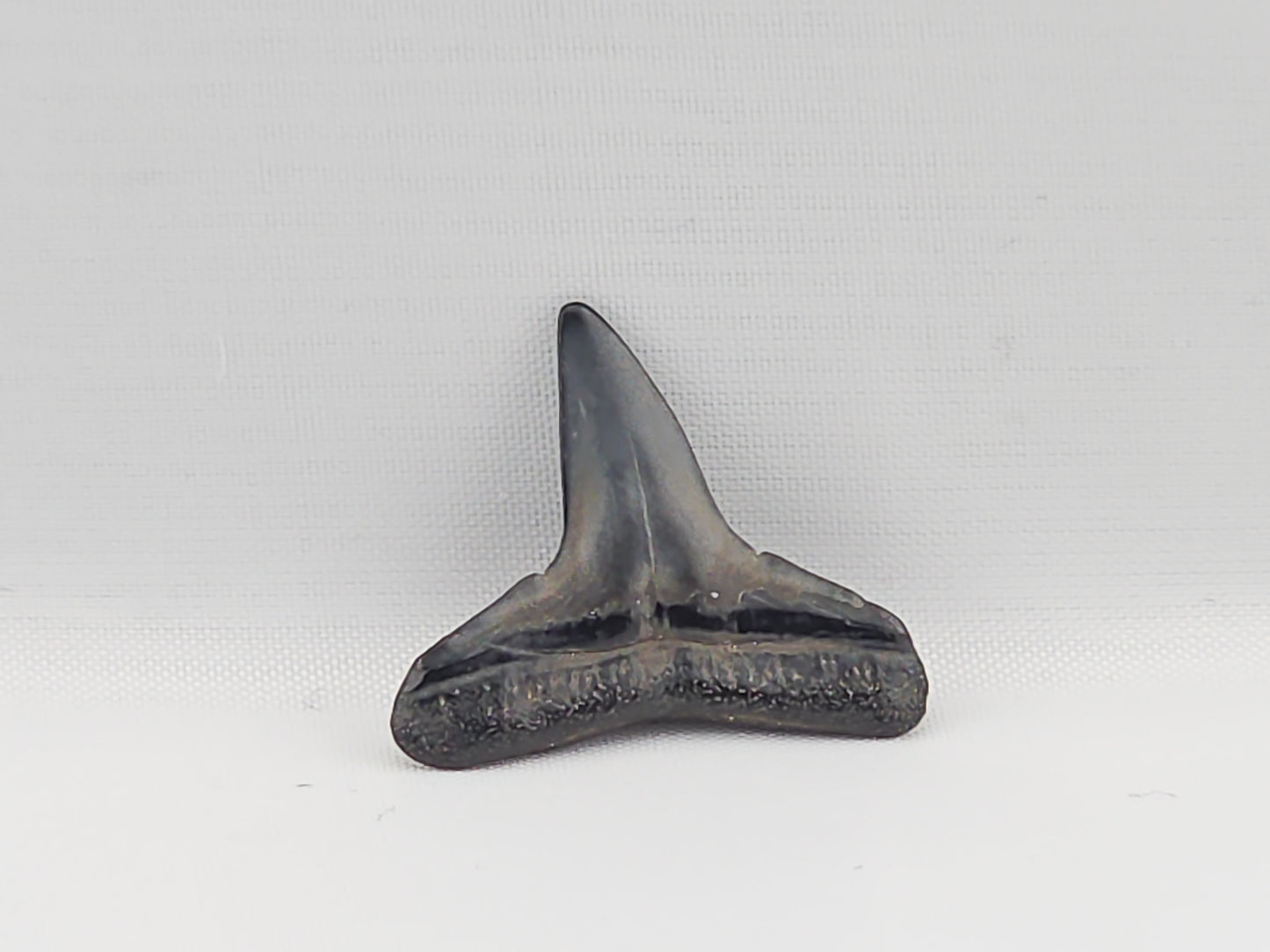 Lemon Shark Tooth ID#91