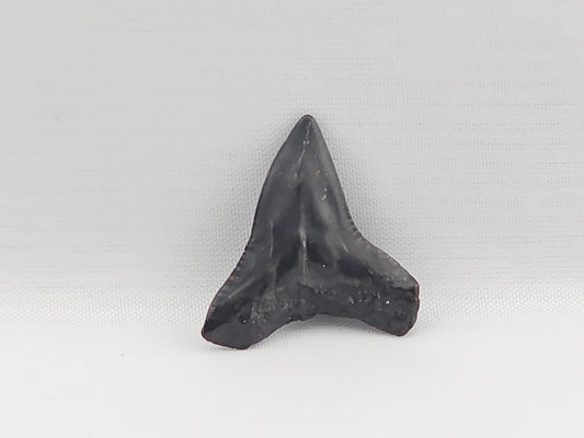 Bull Shark Tooth ID#92