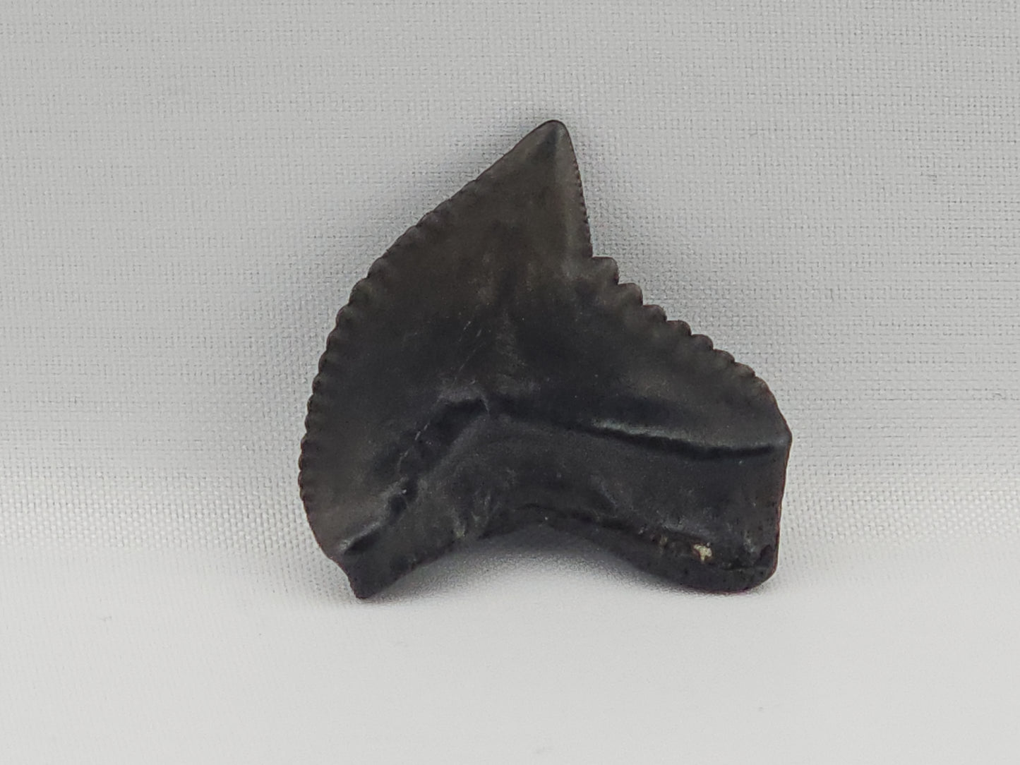 Tiger Shark(Modern) Tooth ID#93