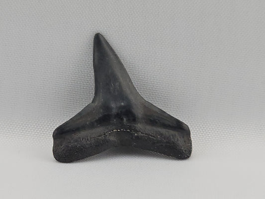 Lemon Shark Tooth ID#99