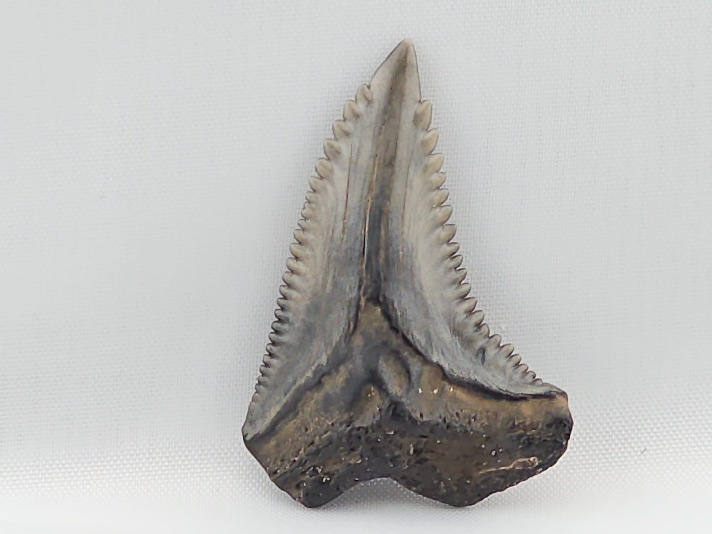 Snaggletooth Shark Top Front Tooth ID#9