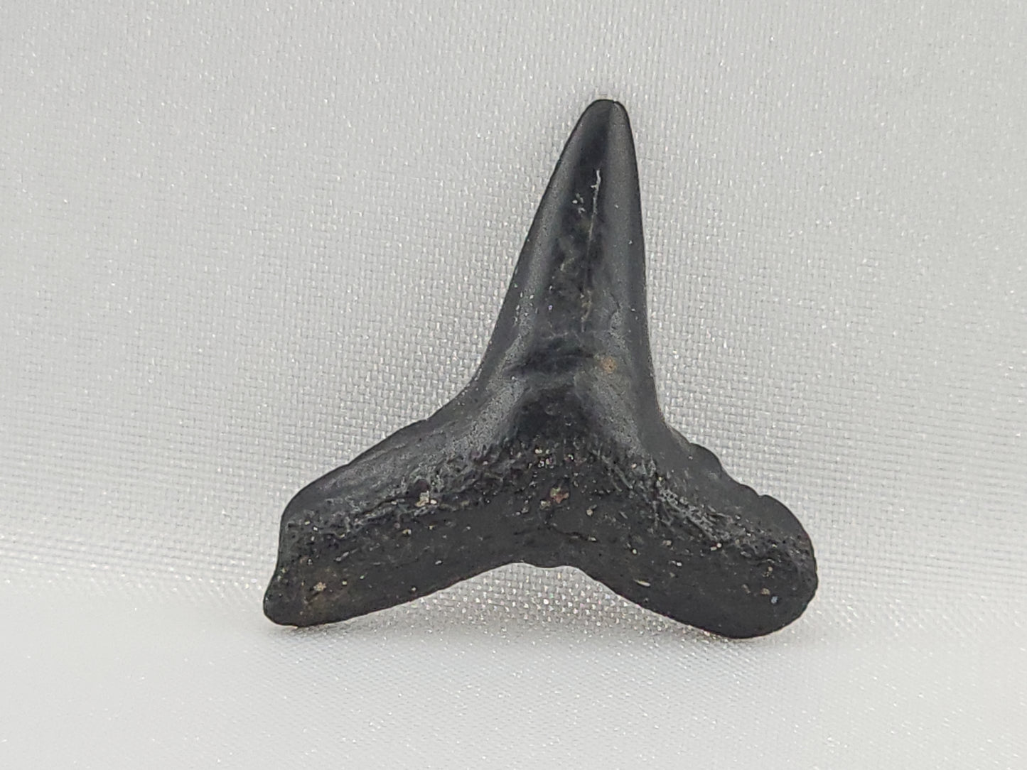 Lemon Shark Tooth ID#100
