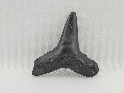 Lemon Shark Tooth ID#100