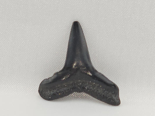 Lemon Shark Tooth ID#100