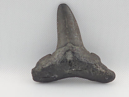 Lemon Shark Tooth ID#101