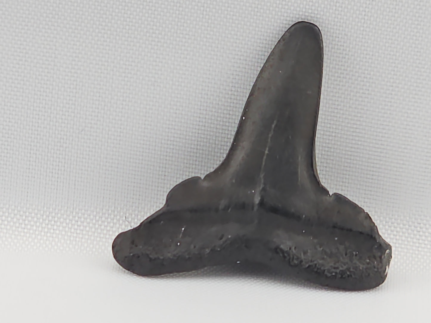 Lemon Shark Tooth ID#101