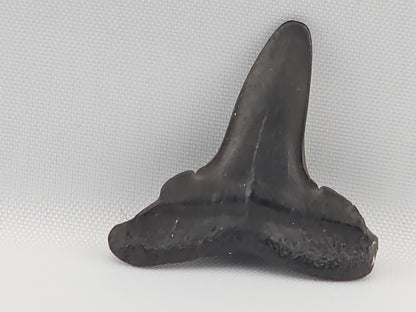 Lemon Shark Tooth ID#101