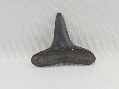 Lemon Shark Tooth ID#102