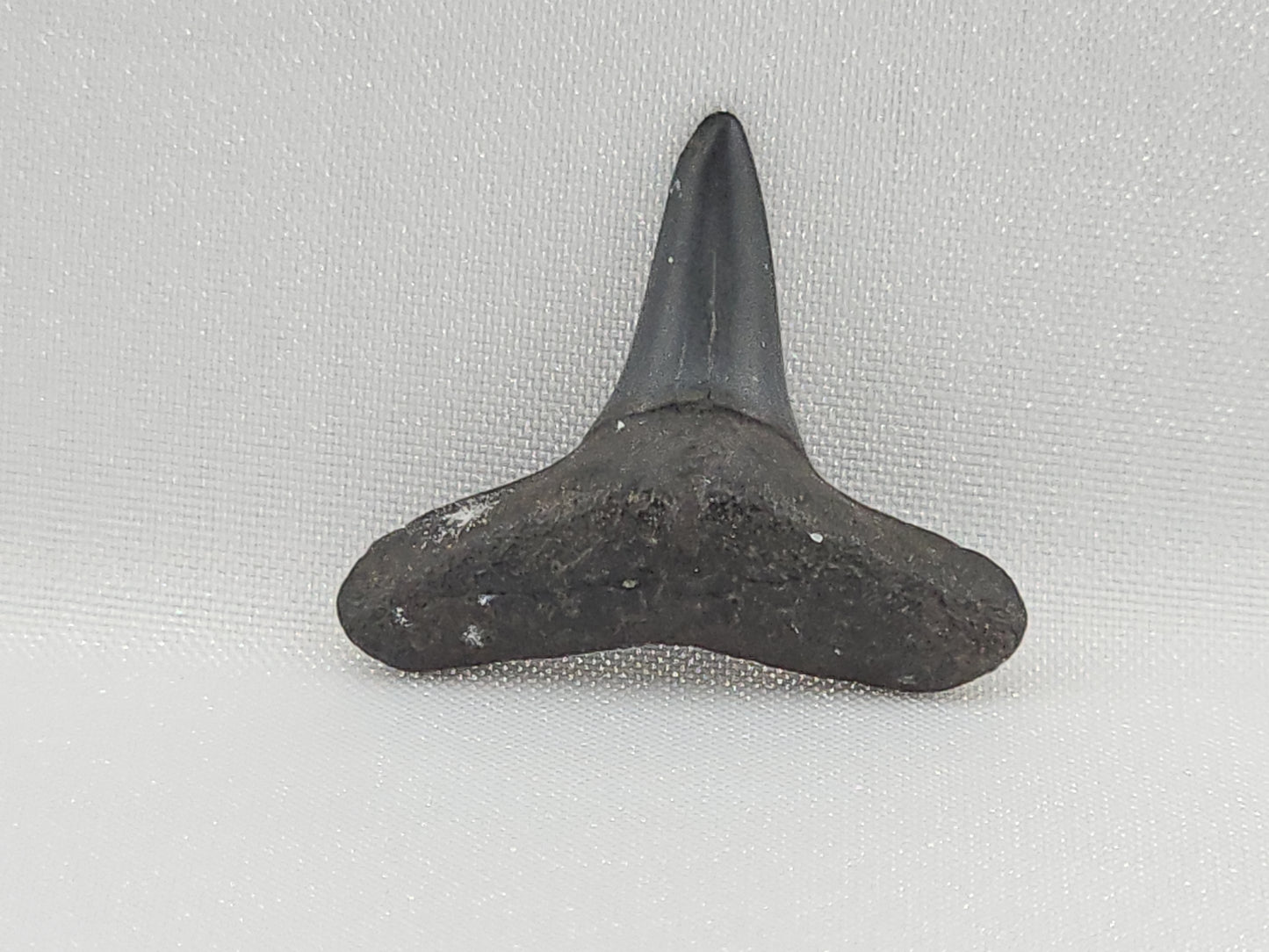 Lemon Shark Tooth ID#102
