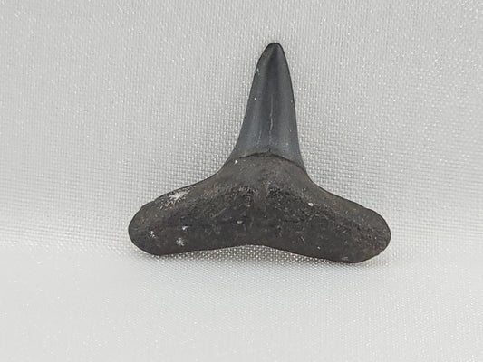 Lemon Shark Tooth ID#102