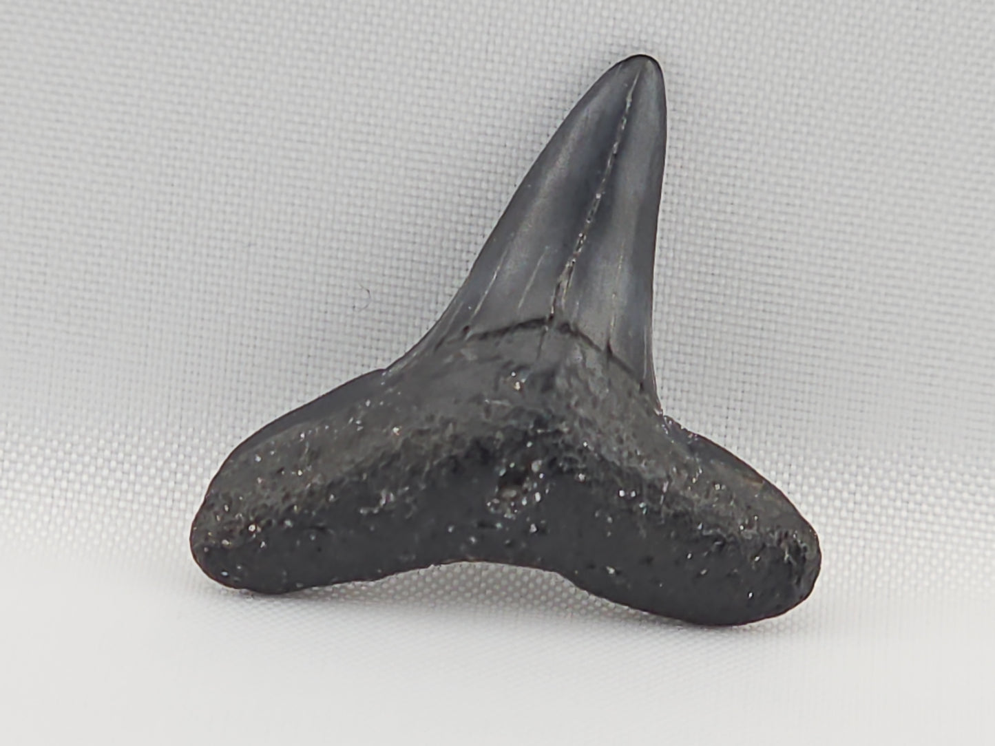 Lemon Shark Tooth ID#103