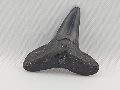 Lemon Shark Tooth ID#103