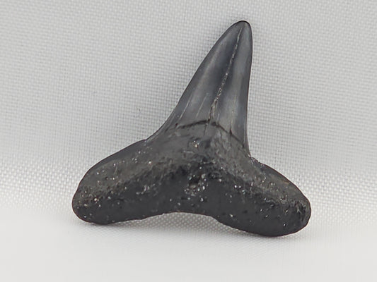 Lemon Shark Tooth ID#103