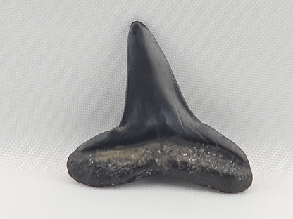 Lemon Shark Tooth ID#103