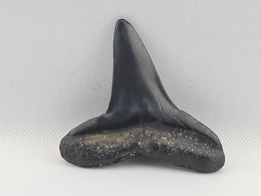 Lemon Shark Tooth ID#103