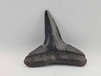 Lemon Shark Tooth ID#104
