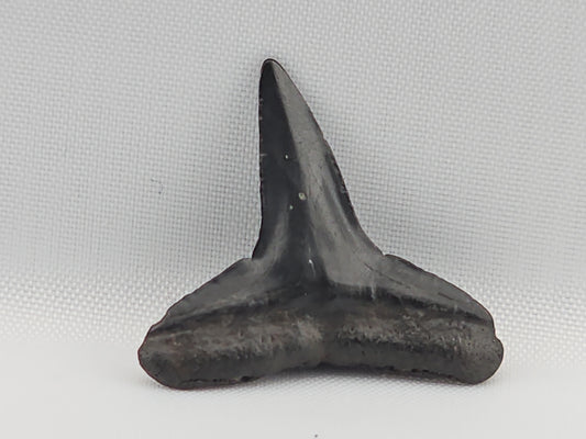 Lemon Shark Tooth ID#104