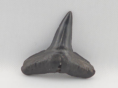 Lemon Shark Tooth ID#104