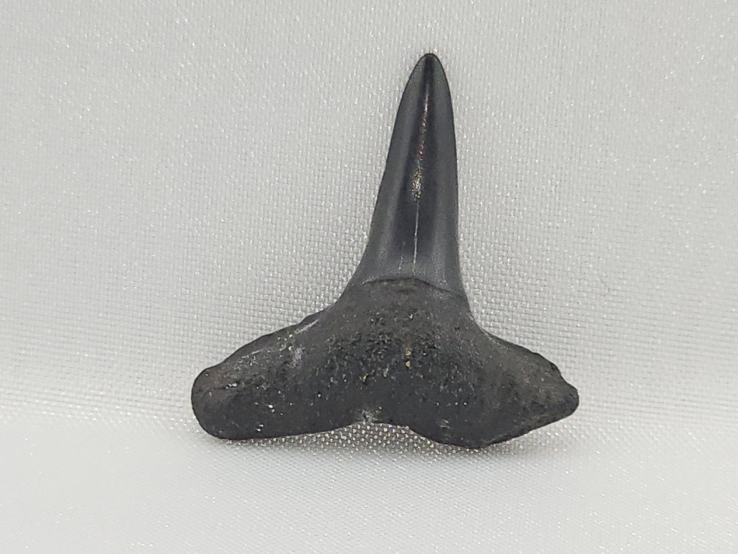 Lemon Shark Tooth ID#105
