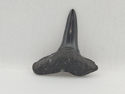 Lemon Shark Tooth ID#105