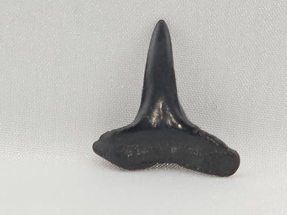 Lemon Shark Tooth ID#105