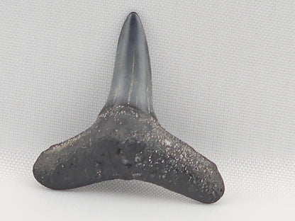 Lemon Shark Tooth ID#106