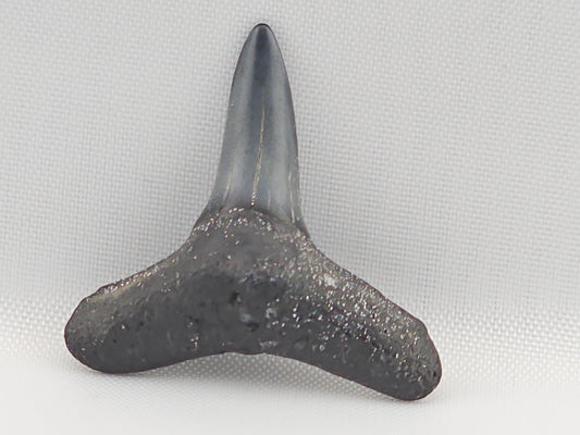 Lemon Shark Tooth ID#106