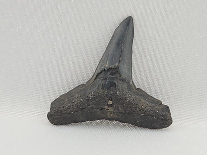 Lemon Shark Tooth ID#107