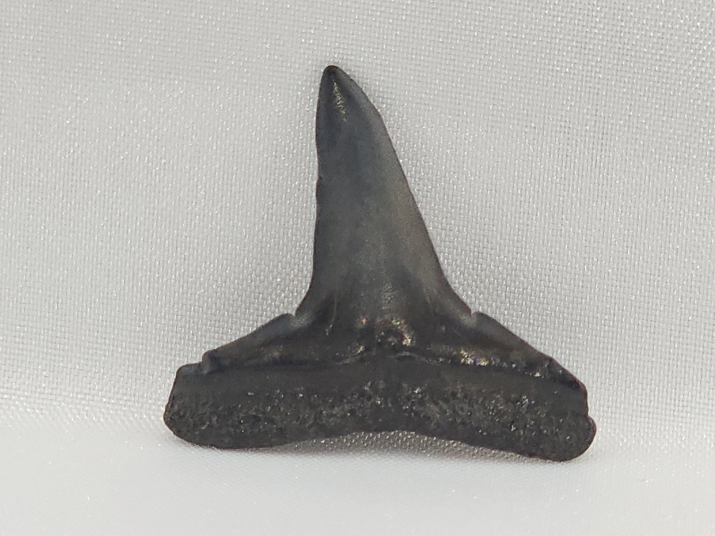Lemon Shark Tooth ID#107