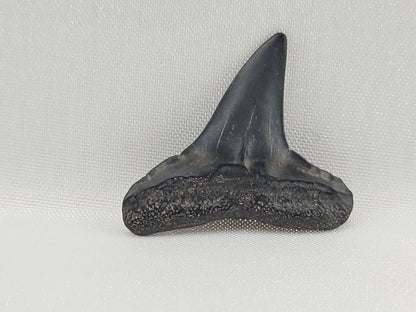 Lemon Shark Tooth ID#108