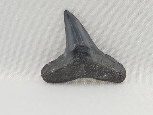 Lemon Shark Tooth ID#108