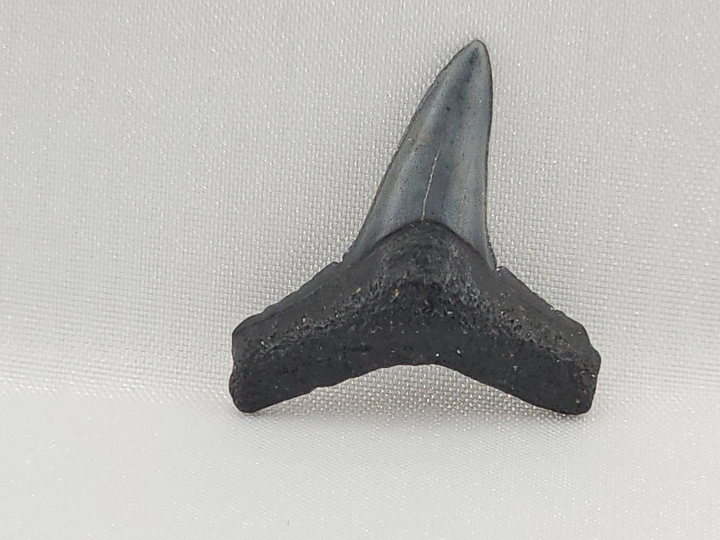 Lemon Shark Tooth ID#109