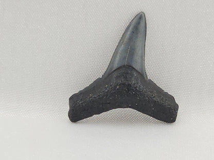 Lemon Shark Tooth ID#109