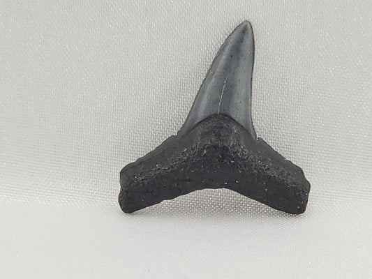 Lemon Shark Tooth ID#109