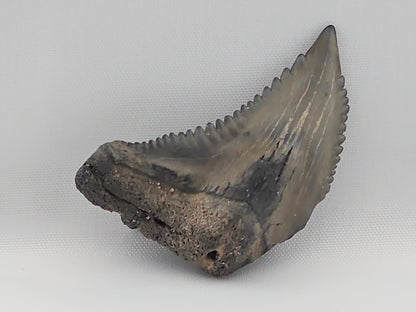 Snaggletooth Shark Top Front Tooth ID#10