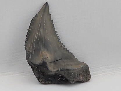 Snaggletooth Shark Top Front Tooth ID#10