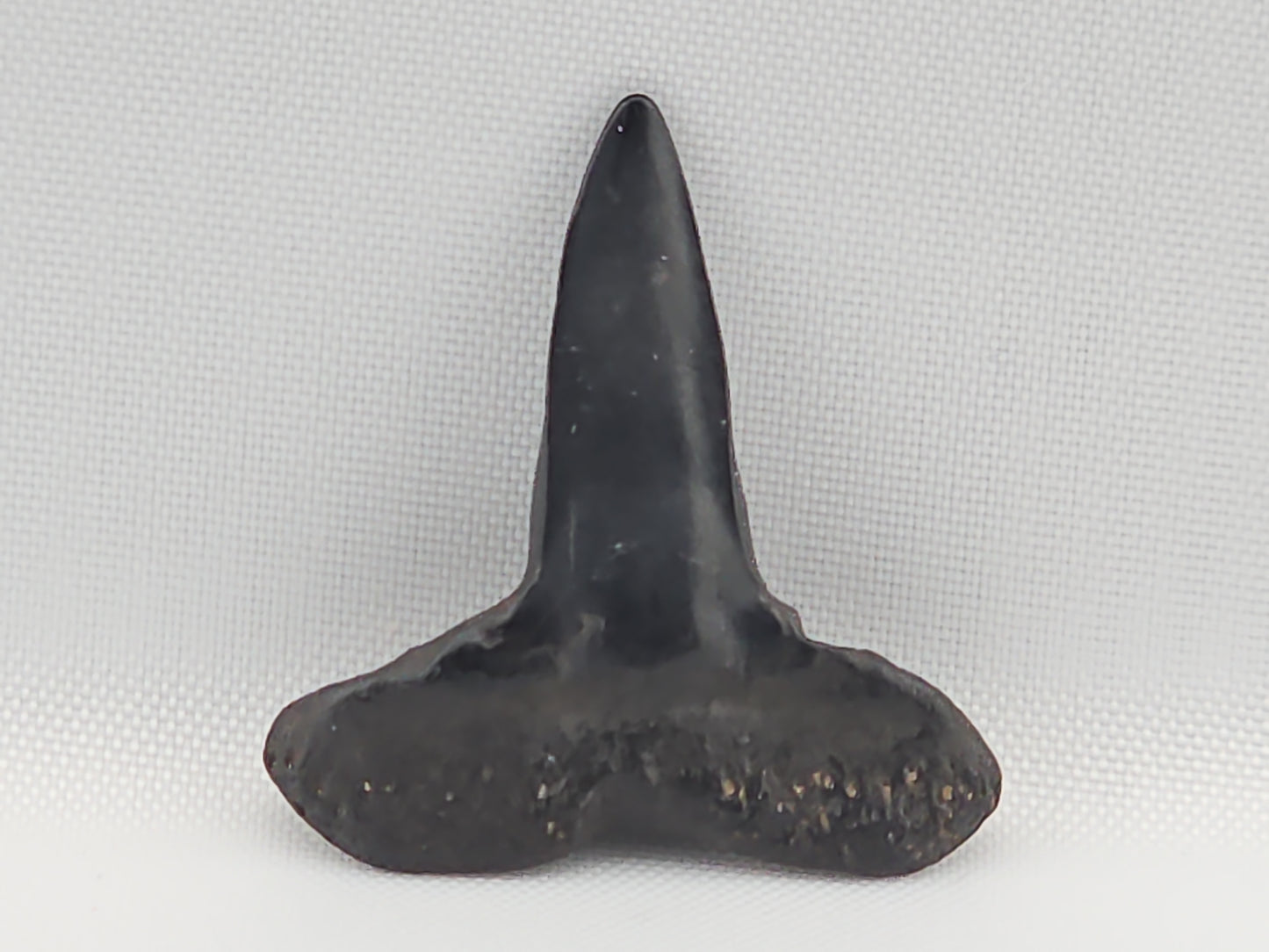 Lemon Shark Tooth ID#110