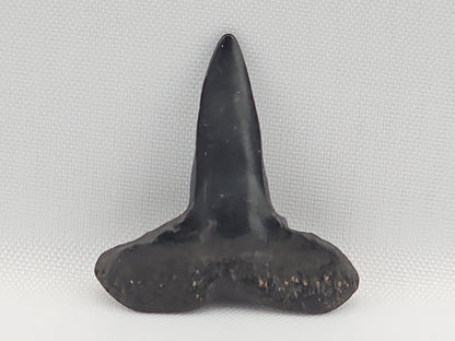 Lemon Shark Tooth ID#110