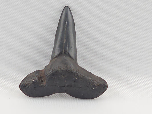 Lemon Shark Tooth ID#110