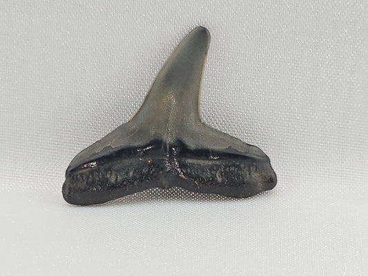 Lemon Shark Tooth ID#111