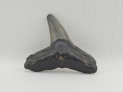 Lemon Shark Tooth ID#111