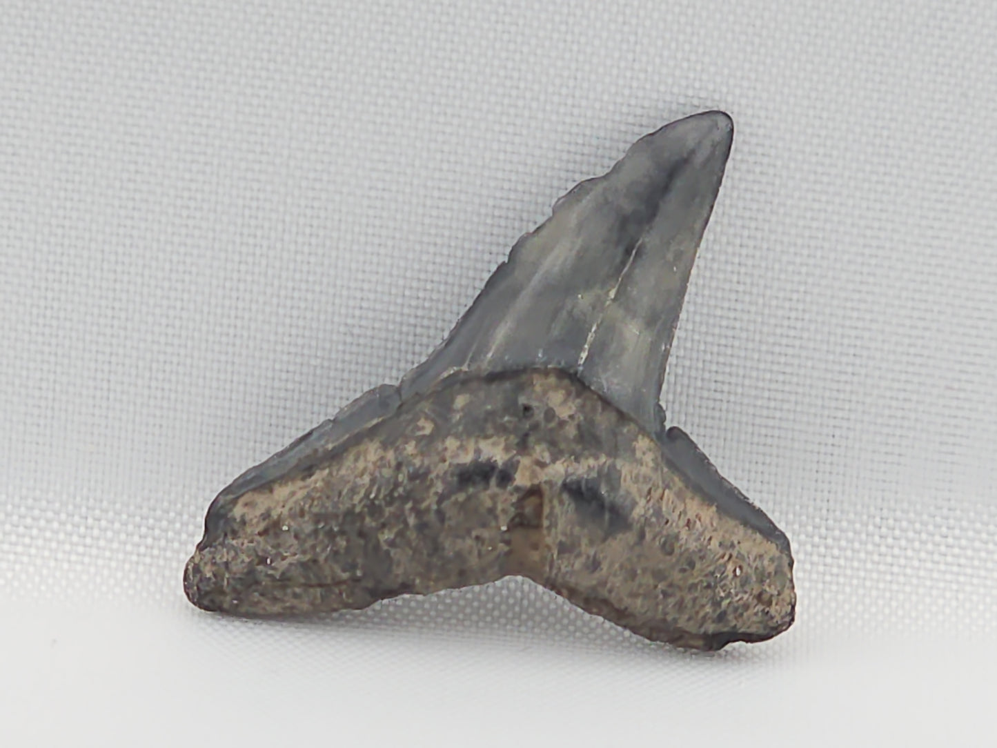 Lemon Shark Tooth ID#112