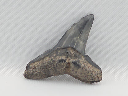 Lemon Shark Tooth ID#112