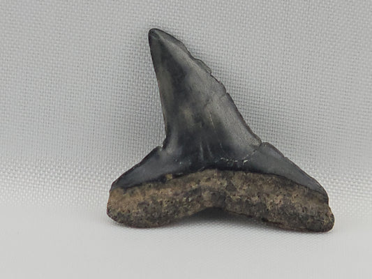 Lemon Shark Tooth ID#112