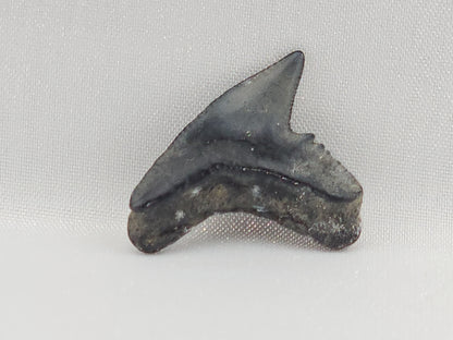 Tiger Shark(Modern) Tooth ID#113
