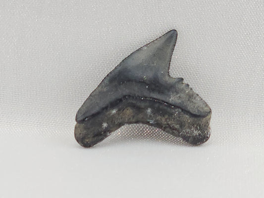 Tiger Shark(Modern) Tooth ID#113