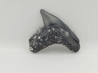 Tiger Shark(Modern) Tooth ID#113